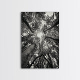 TREE CANOPY, FOREST LIGHT, UPWARD VIEW, CANVAS PRINT, WOODLAND WALL ART, LIVING ROOM DECOR, NATURE PERSPECTIVE PHOTOGRAPHY
