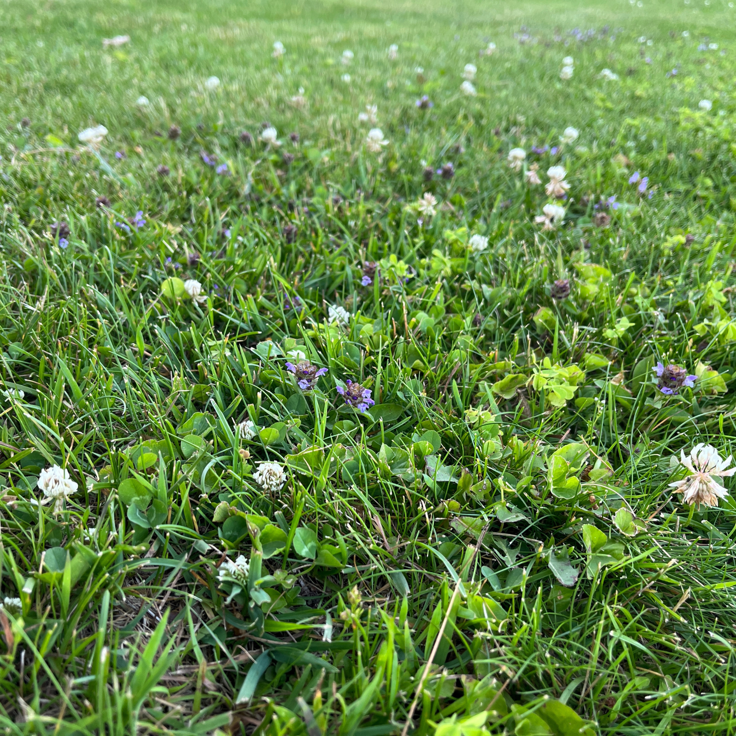 THICK BEE LAWN SEED KIT ECO-SPREAD CARTON