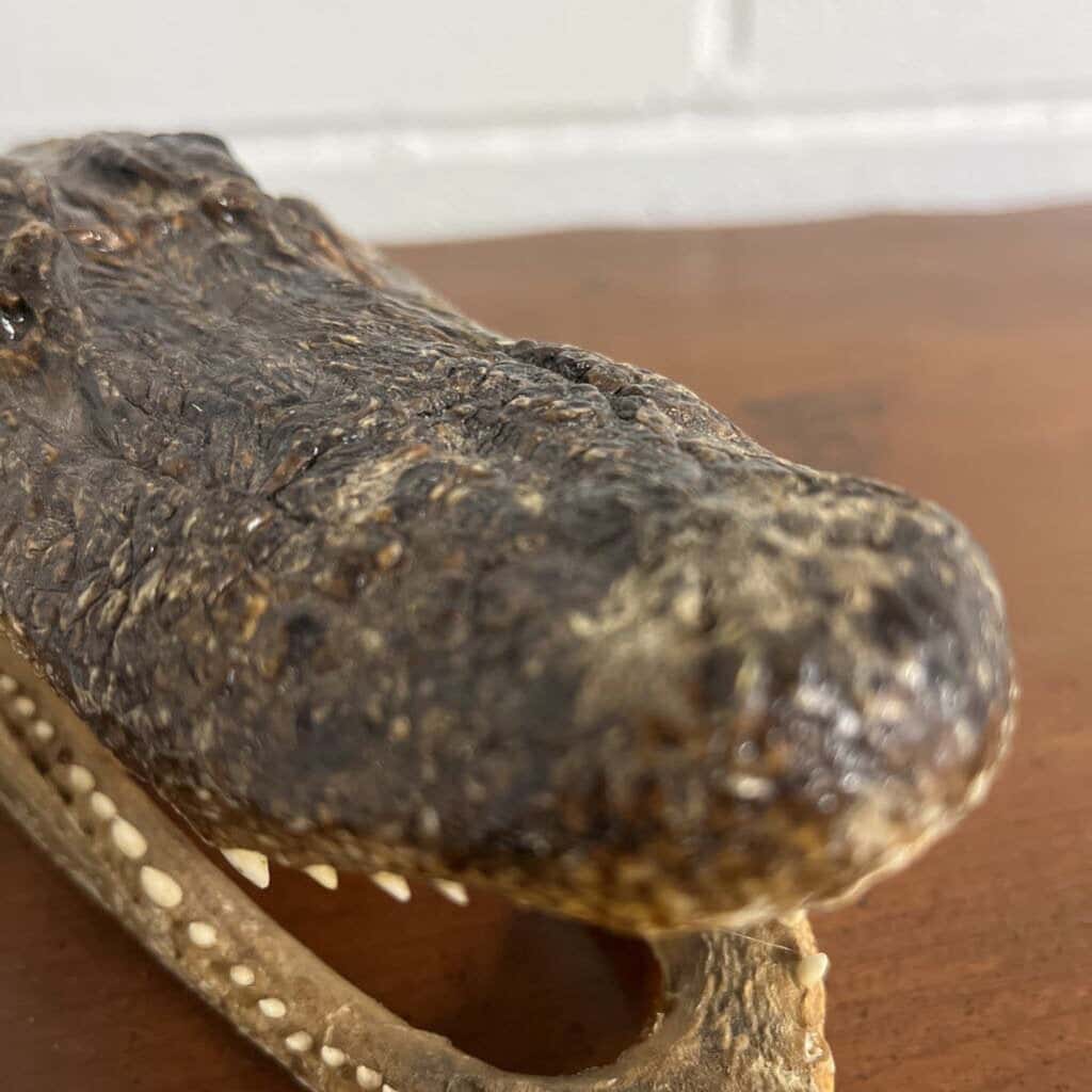 VINTAGE CROC HEAD W/EYES & TEETH
