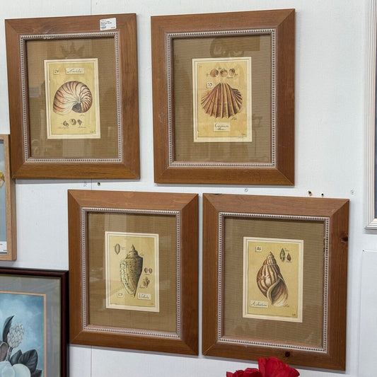 Set of 4 Shell Collection -nicely framed