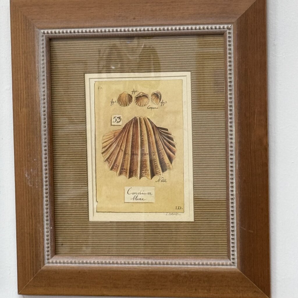 Set of 4 Shell Collection -nicely framed