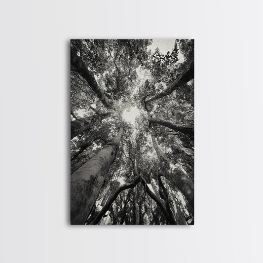 TREE CANOPY, FOREST LIGHT, UPWARD VIEW, CANVAS PRINT, WOODLAND WALL ART, LIVING ROOM DECOR, NATURE PERSPECTIVE PHOTOGRAPHY