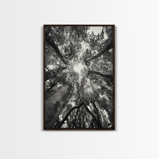 TREE CANOPY, FOREST LIGHT, UPWARD VIEW, CANVAS PRINT, WOODLAND WALL ART, LIVING ROOM DECOR, NATURE PERSPECTIVE PHOTOGRAPHY