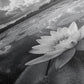 TRANQUIL LOTUS, CLOUD REFLECTIONS, WATER LILY POND, FRAMED CANVAS PRINT, ZEN WALL ART, SPA BATHROOM DECOR, MODERN NATURE PHOTOGRAPHY