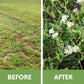 SWEET ALYSSUM CARPET OF SNOW SEED POUCH