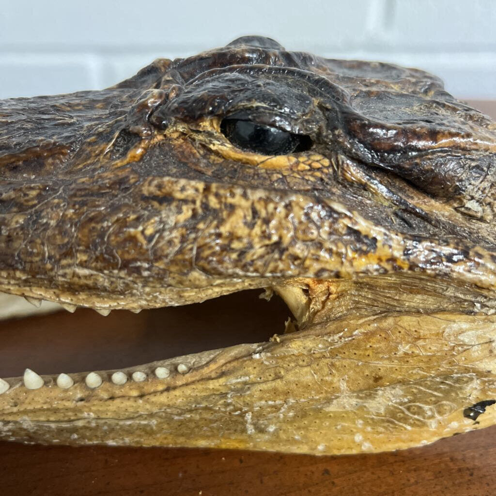 VINTAGE CROC HEAD W/EYES & TEETH