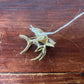 Vintage Sarah Coventry Angel Fish Brooch
