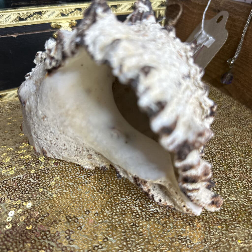 Nautilus shell