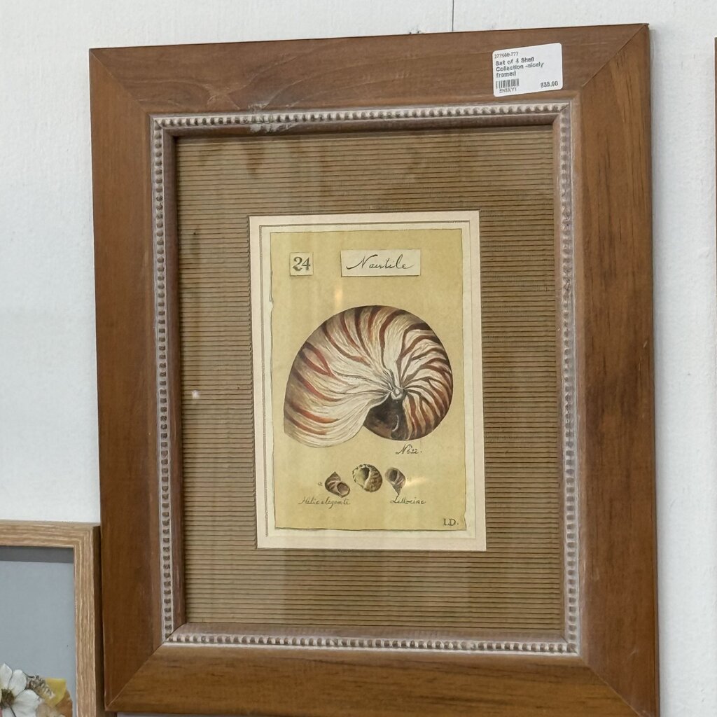 Set of 4 Shell Collection -nicely framed