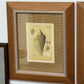 Set of 4 Shell Collection -nicely framed