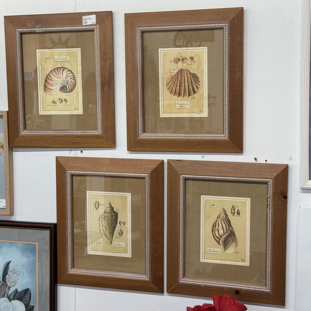 Set of 4 Shell Collection -nicely framed