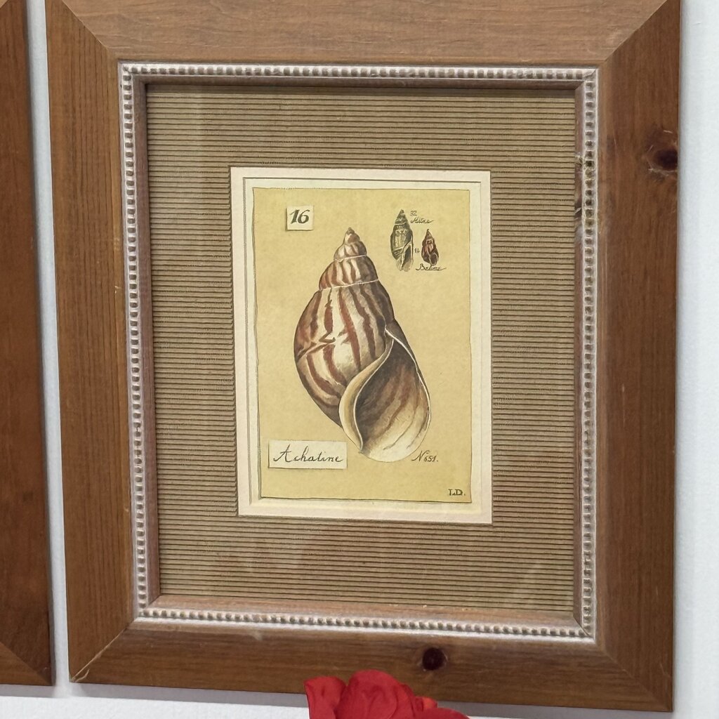 Set of 4 Shell Collection -nicely framed