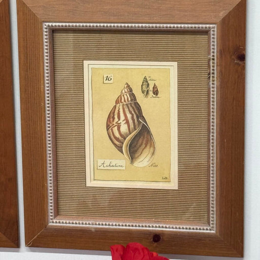 Set of 4 Shell Collection -nicely framed