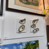 12 X 24 Oyster Shell decor on canvas