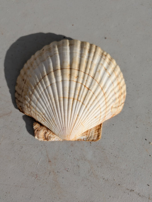 SEA SCALLOP SHELL LARGE VINTAGE NATURAL OCEAN SHELLS, SHELL DECORATION, NATURAL SHELL, ROUGH SHELL, SEA TREASURE