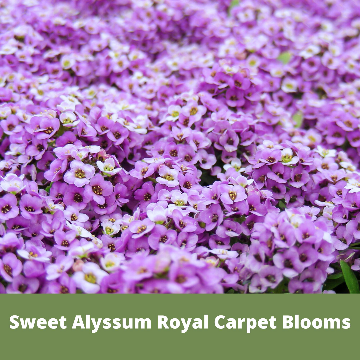SWEET ALYSSUM ROYAL CARPET SEED POUCH