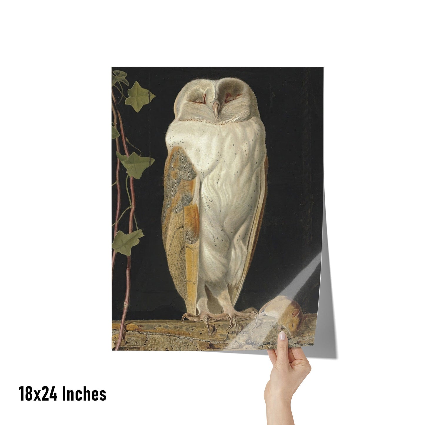 THE WHITE OWL BY WILLIAM JAMES WEBBE MATTE POSTER