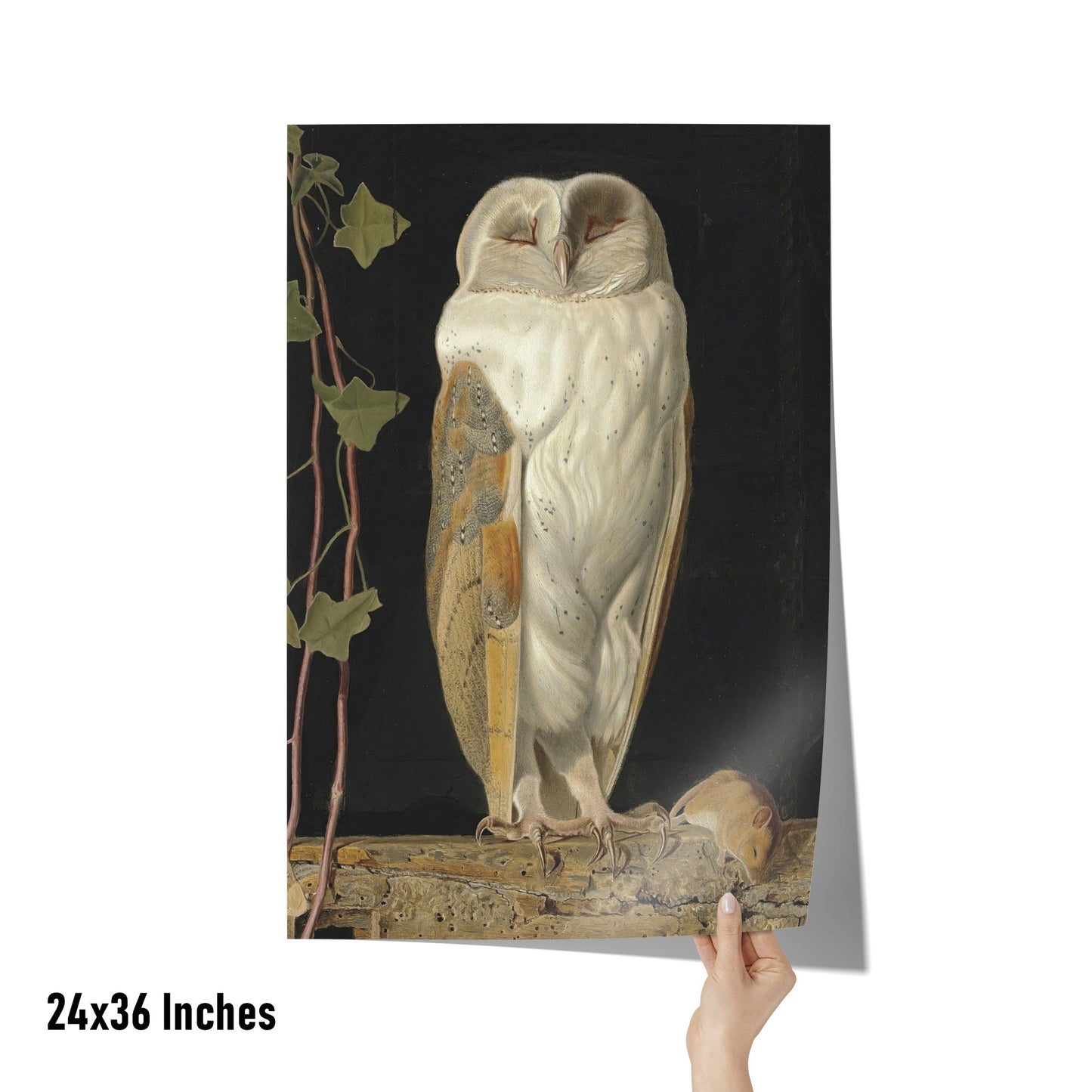 THE WHITE OWL BY WILLIAM JAMES WEBBE MATTE POSTER