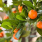 Faux Tangerine Tree, Choose Your Size